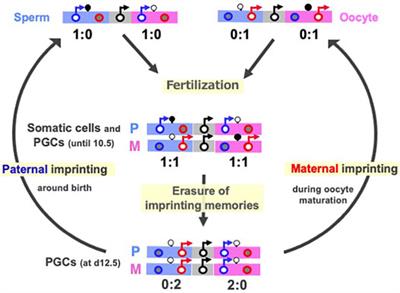 The Evolutionary Advantage in Mammals of the Complementary Monoallelic Expression Mechanism of Genomic Imprinting and Its Emergence From a Defense Against the Insertion Into the Host Genome